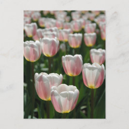 Zilverroze tulpen briefkaart