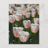 Zilverroze tulpen briefkaart (Voorkant)