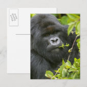 Zilverrug Gorilla Briefkaart (Voorkant / Achterkant)