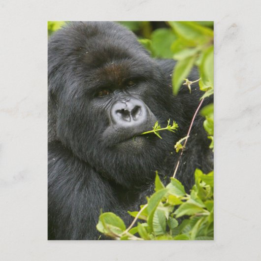 Zilverrug Gorilla Briefkaart (Voorkant)