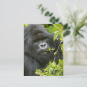 Zilverrug Gorilla Briefkaart (Staand voorkant)