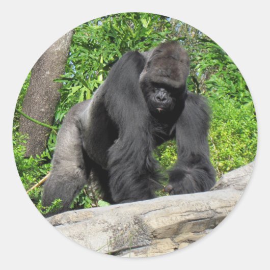 Zilverrug Gorilla Stickers (Voorkant)