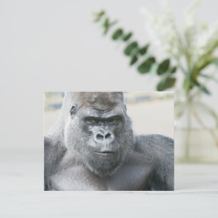 Zilverrug Onvergetelijke Aanwezigheid Briefkaart