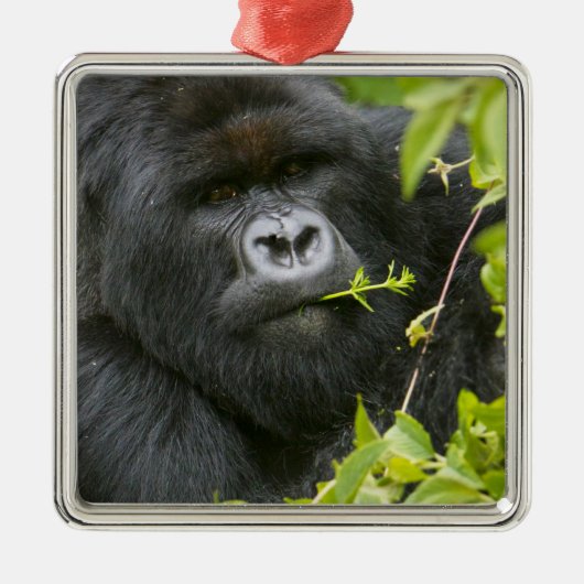 Zilverrugberggorilla Metalen Ornament (Voorkant)