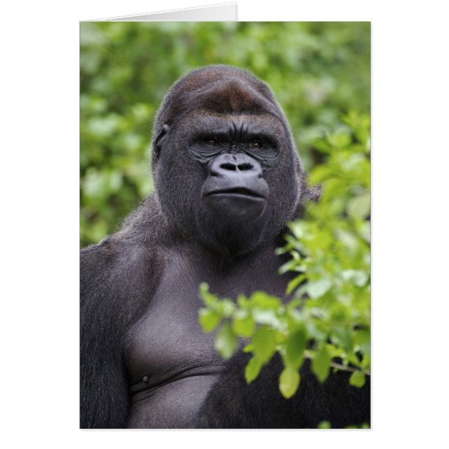 Zilverruglaaglandgorilla, Gorilla gorilla, (Voorkant)