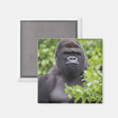 Zilverruglaaglandgorilla, Gorilla gorilla, Magneet (Voorkant / Achterkant)