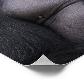 Zilverruglaaglandgorilla, Gorilla gorilla, Poster (Hoek)