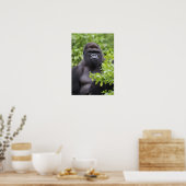 Zilverruglaaglandgorilla, Gorilla gorilla, Poster (Keuken)