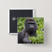 Zilverruglaaglandgorilla, Gorilla gorilla, Vierkante Button 5,1 Cm (Voorkant /achterkant)