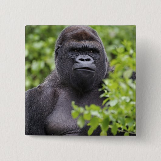 Zilverruglaaglandgorilla, Gorilla gorilla, Vierkante Button 5,1 Cm (Voorkant)