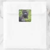 Zilverruglaaglandgorilla, Gorilla gorilla, Vierkante Sticker (Tas)