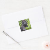 Zilverruglaaglandgorilla, Gorilla gorilla, Vierkante Sticker (Envelop)