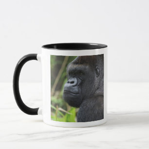 Zilverruglaaglandgorilla, Gorilla in gevangenschap Mok