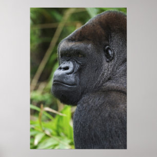 Zilverruglaaglandgorilla, Gorilla in gevangenschap Poster