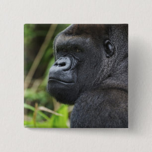 Zilverruglaaglandgorilla, Gorilla in gevangenschap Vierkante Button 5,1 Cm