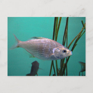 Zilvervis Briefkaart