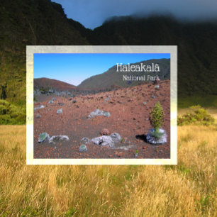 Zilverwoord, Zandduinen, Haleakala Nationaal Park Briefkaart