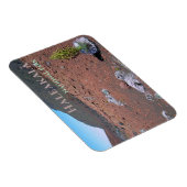 Zilverwoord, Zandduinen, Haleakalā National Park Magneet (Rechterzijde)