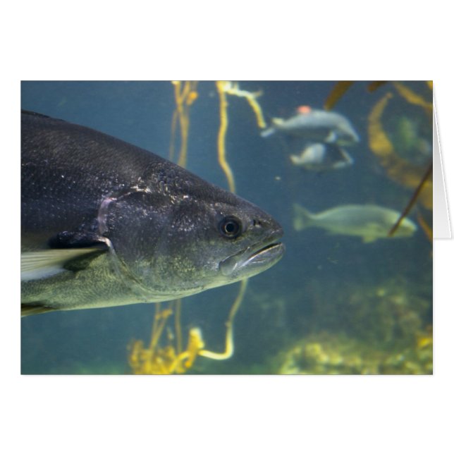 zilverzalm-Kaart (Voorkant Horizontaal)