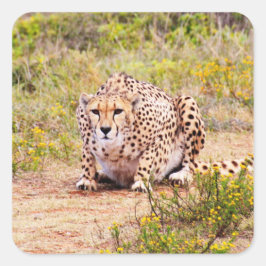 Zimbabwe cheetah Safari op Stickers