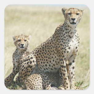 Zimbabwe cheetahs, Safari op Display Stickers
