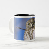 Zimbabwe. Close-up van parelgevlekte uil Tweekleurige Koffiemok (Voorkant links)