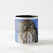 Zimbabwe. Close-up van parelgevlekte uil Tweekleurige Koffiemok (Center)