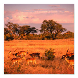 Zimbabwe de pure natuur van de antilope foto afdruk