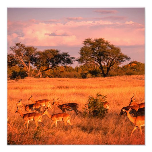 Zimbabwe de pure natuur van de antilope foto afdruk (Voorkant)