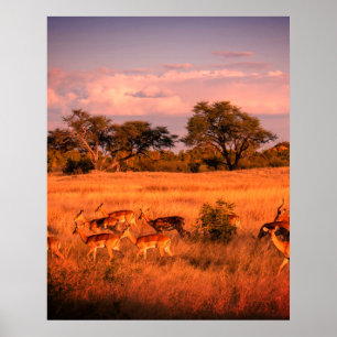 Zimbabwe de pure natuur van de antilope poster