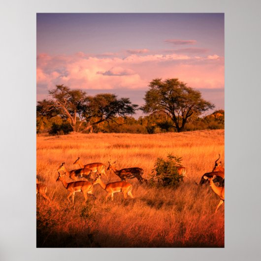 Zimbabwe de pure natuur van de antilope poster (Voorkant)