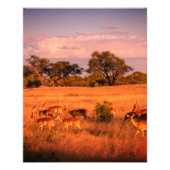 Zimbabwe de pure natuur van het poster tegen de an (Voorkant)