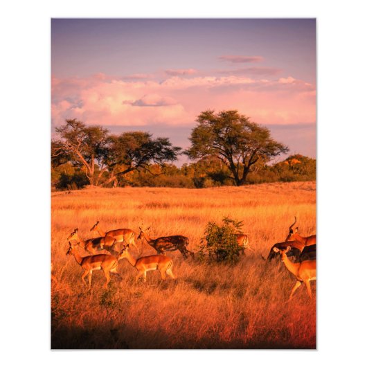 Zimbabwe de pure natuur van het poster tegen de an (Voorkant)