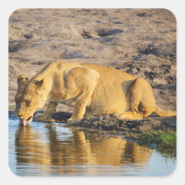 Zimbabwe Lioness Safari over Stickers voor beeldsc