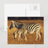 Zimbabwe, Nationaal Park Hwange, Linkwasha Briefkaart (Voorkant / Achterkant)