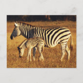 Zimbabwe, Nationaal Park Hwange, Linkwasha Briefkaart (Voorkant)