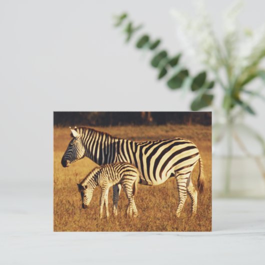 Zimbabwe, Nationaal Park Hwange, Linkwasha Briefkaart (Staand voorkant)