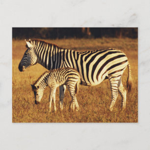 Zimbabwe, Nationaal Park Hwange, Linkwasha Briefkaart