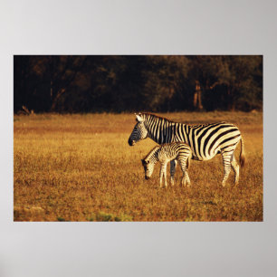 Zimbabwe, Nationaal Park Hwange, Linkwasha Poster