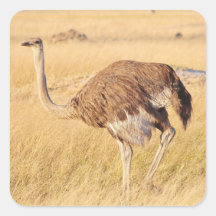 Zimbabwe Ostrich Safari over Stickers voor beeldsc