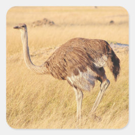 Zimbabwe Ostrich Safari over Stickers voor beeldsc