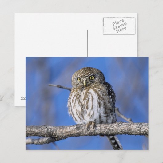 Zimbabwe. Sluiting van de parelmoer Briefkaart (Voorkant / Achterkant)