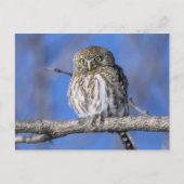 Zimbabwe. Sluiting van de parelmoer Briefkaart (Voorkant)