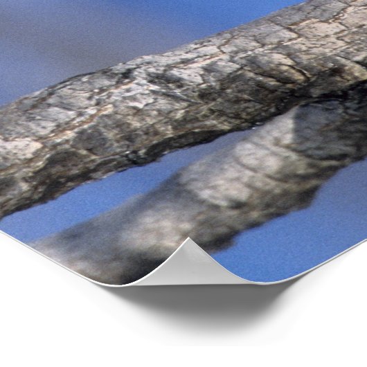 Zimbabwe. Sluiting van de parelmoer Poster (Hoek)