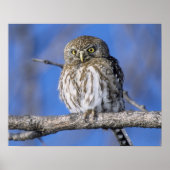 Zimbabwe. Sluiting van de parelmoer Poster (Voorkant)