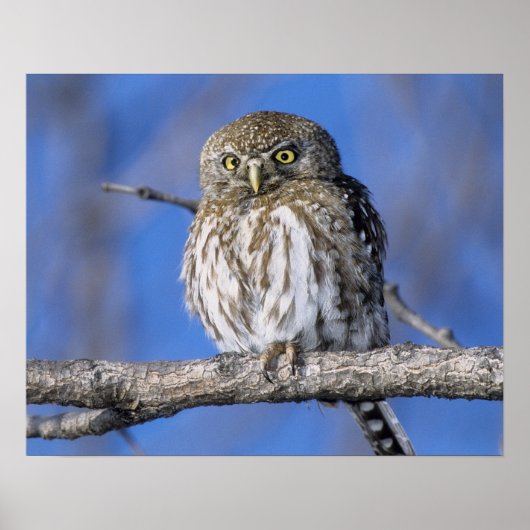 Zimbabwe. Sluiting van de parelmoer Poster (Voorkant)