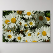 Zing Daisy Poster (Voorkant)