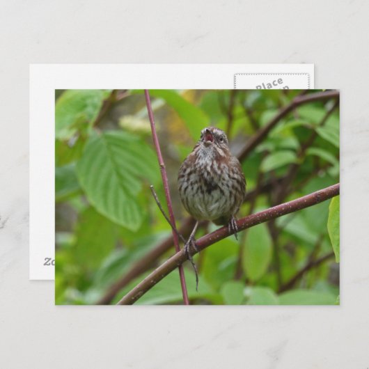 Zing me een Briefkaart (Voorkant / Achterkant)