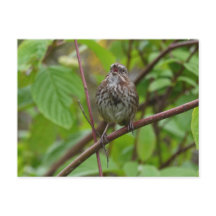 Zing me een Briefkaart