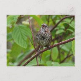 Zing me een Briefkaart